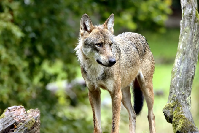 Ontdek de rijke biodiversiteit van de Veluwe